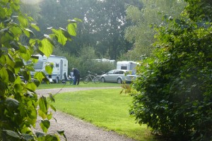 tussen bomen klaverveld